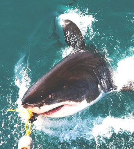 Albufeira Stag Party Packages - Shark Fishing