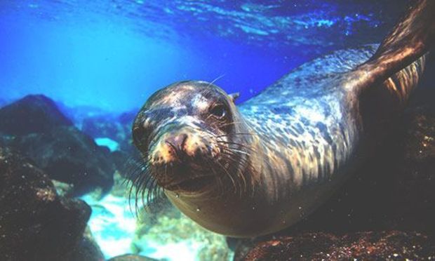 Image of a seal under water.