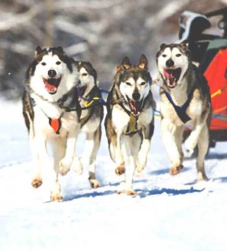 Poznan Stag Party Packages - Husky Sledges